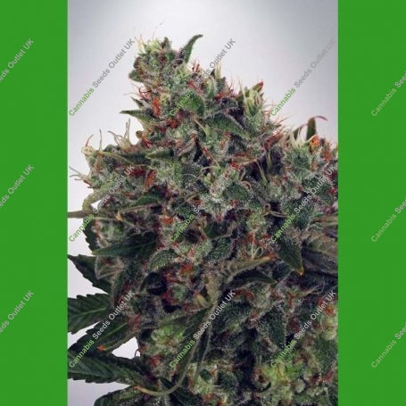 Ultra Marijuana Strain by Ministry of Cannabis For Sale Online at Cannabis Seeds Outlet