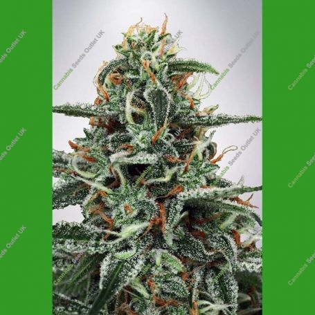 White Widow Feminized Marijuana Strain by Ministry of Cannabis For Sale Online at Cannabis Seeds Outlet