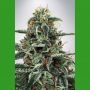 White Widow Feminized Marijuana Strain by Ministry of Cannabis For Sale Online at Cannabis Seeds Outlet