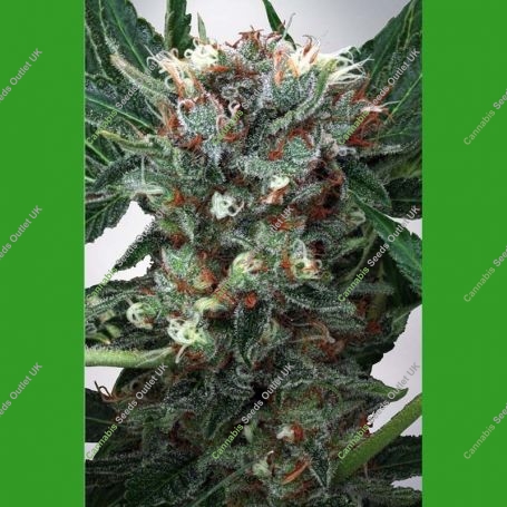 Zensation Feminized Marijuana Strain by Ministry of Cannabis For Sale Online at Cannabis Seeds Outlet