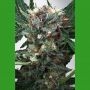Zensation Feminized Marijuana Strain by Ministry of Cannabis For Sale Online at Cannabis Seeds Outlet