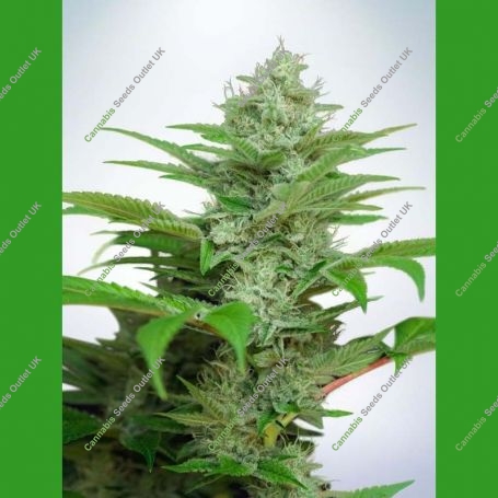 CBD Star Auto Feminized Marijuana Strain by Ministry of Cannabis For Sale Online at Cannabis Seeds Outlet