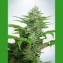 CBD Star Auto Feminized Marijuana Strain by Ministry of Cannabis For Sale Online at Cannabis Seeds Outlet