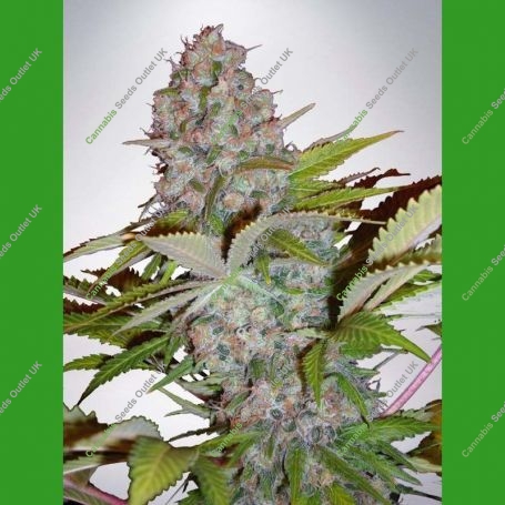 Cream NL Auto Feminized Marijuana Strain by Ministry of Cannabis For Sale Online at Cannabis Seeds Outlet
