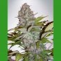 Cream NL Auto Feminized Marijuana Strain by Ministry of Cannabis For Sale Online at Cannabis Seeds Outlet