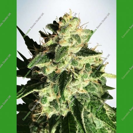 Gods Glue Auto Feminized Marijuana Strain by Ministry of Cannabis For Sale Online at Cannabis Seeds Outlet