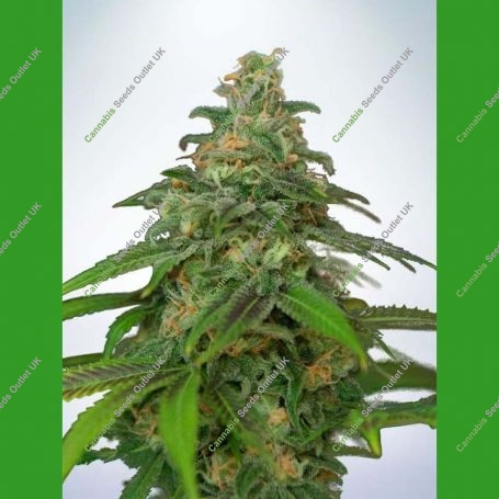 Mandarin Haze Auto Feminized Marijuana Strain by Ministry of Cannabis For Sale Online at Cannabis Seeds Outlet