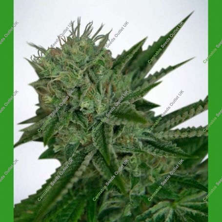 Northern Lights Auto Feminized Marijuana Strain by Ministry of Cannabis For Sale Online at Cannabis Seeds Outlet