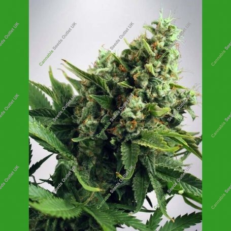 White Widow Auto Feminized Marijuana Strain by Ministry of Cannabis For Sale Online at Cannabis Seeds Outlet
