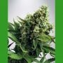 White Widow Auto Feminized Marijuana Strain by Ministry of Cannabis For Sale Online at Cannabis Seeds Outlet