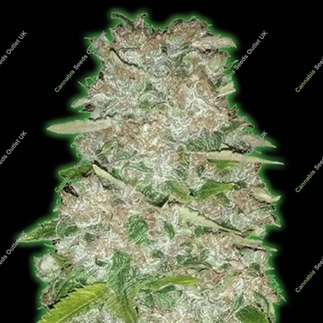 Bruce Banner Auto Feminized Marijuana Strain by Monster Genetics For Sale Online at Cannabis Seeds Outlet