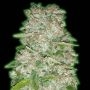 Bruce Banner Auto Feminized Marijuana Strain by Monster Genetics For Sale Online at Cannabis Seeds Outlet