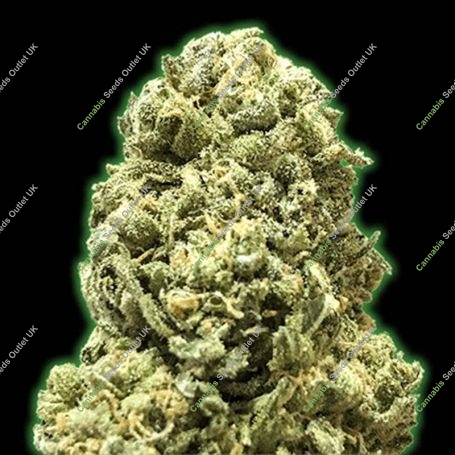Bruce Banner Feminized Marijuana Strain by Monster Genetics For Sale Online at Cannabis Seeds Outlet