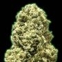 Bruce Banner Feminized Marijuana Strain by Monster Genetics For Sale Online at Cannabis Seeds Outlet