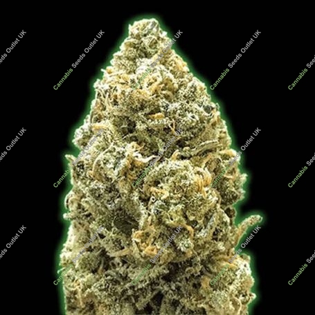 Gorilla Glue Feminized Marijuana Strain by Monster Genetics For Sale Online at Cannabis Seeds Outlet