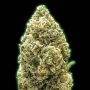 Gorilla Glue Feminized Marijuana Strain by Monster Genetics For Sale Online at Cannabis Seeds Outlet