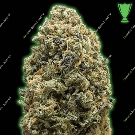 Pebbles Feminized Marijuana Strain by Monster Genetics For Sale Online at Cannabis Seeds Outlet