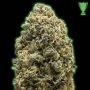 Pebbles Feminized Marijuana Strain by Monster Genetics For Sale Online at Cannabis Seeds Outlet