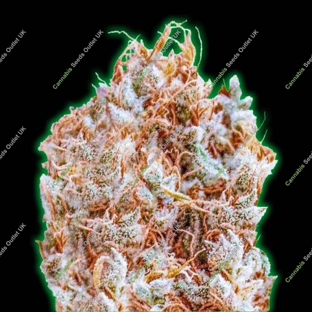 Zkittlez Feminized Marijuana Strain by Monster Genetics For Sale Online at Cannabis Seeds Outlet
