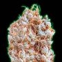 Zkittlez Feminized Marijuana Strain by Monster Genetics For Sale Online at Cannabis Seeds Outlet