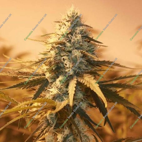 AK 48 Regular Marijuana Strain by Nirvana For Sale Online at Cannabis Seeds Outlet