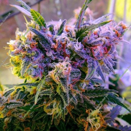 Aurora Indica Regular Marijuana Strain by Nirvana For Sale Online at Cannabis Seeds Outlet