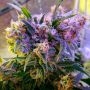 Aurora Indica Regular Marijuana Strain by Nirvana For Sale Online at Cannabis Seeds Outlet
