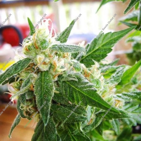 AK 48 Automatic Feminized Marijuana Strain by Nirvana For Sale Online at Cannabis Seeds Outlet