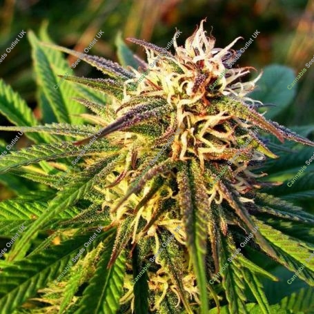Blue Mystic Auto Feminized Marijuana Strain by Nirvana For Sale Online at Cannabis Seeds Outlet
