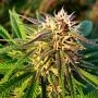 Blue Mystic Auto Feminized Marijuana Strain by Nirvana For Sale Online at Cannabis Seeds Outlet