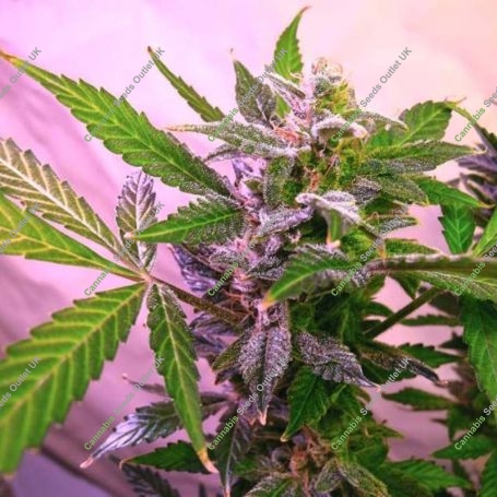 Blue Mystic Regular Marijuana Strain by Nirvana For Sale Online at Cannabis Seeds Outlet
