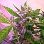 Blue Mystic Regular Marijuana Strain by Nirvana For Sale Online at Cannabis Seeds Outlet