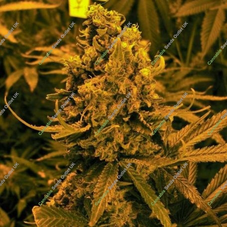 Blueberry Kush Auto Feminized Marijuana Strain by Nirvana For Sale Online at Cannabis Seeds Outlet