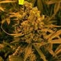 Blueberry Kush Auto Feminized Marijuana Strain by Nirvana For Sale Online at Cannabis Seeds Outlet