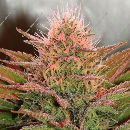 Bubblicious Regular Marijuana Strain by Nirvana For Sale Online at Cannabis Seeds Outlet