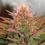 Bubblicious Regular Marijuana Strain by Nirvana For Sale Online at Cannabis Seeds Outlet