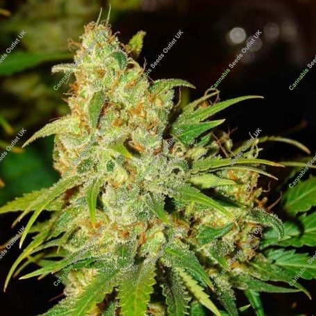 Bubblicious Auto Feminized Marijuana Strain by Nirvana For Sale Online at Cannabis Seeds Outlet