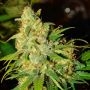 Bubblicious Auto Feminized Marijuana Strain by Nirvana For Sale Online at Cannabis Seeds Outlet