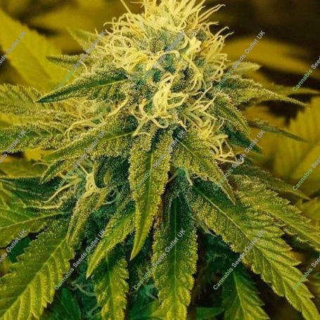 Chrystal Regular Marijuana Strain by Nirvana For Sale Online at Cannabis Seeds Outlet