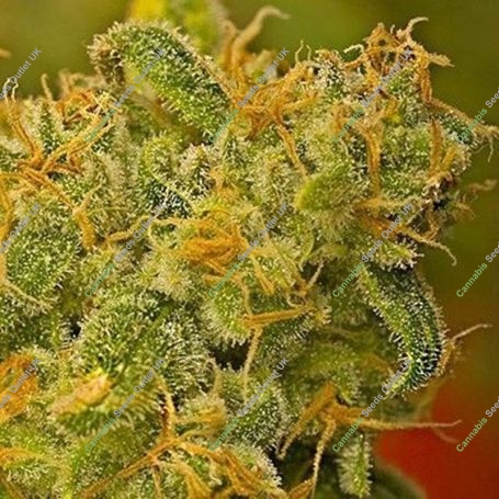Kaya Gold Feminized Marijuana Strain by Nirvana For Sale Online at Cannabis Seeds Outlet