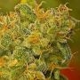 Kaya Gold Feminized Marijuana Strain by Nirvana For Sale Online at Cannabis Seeds Outlet
