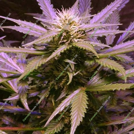 Lemon OG Haze Auto Feminized Marijuana Strain by Nirvana For Sale Online at Cannabis Seeds Outlet