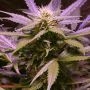 Lemon OG Haze Auto Feminized Marijuana Strain by Nirvana For Sale Online at Cannabis Seeds Outlet