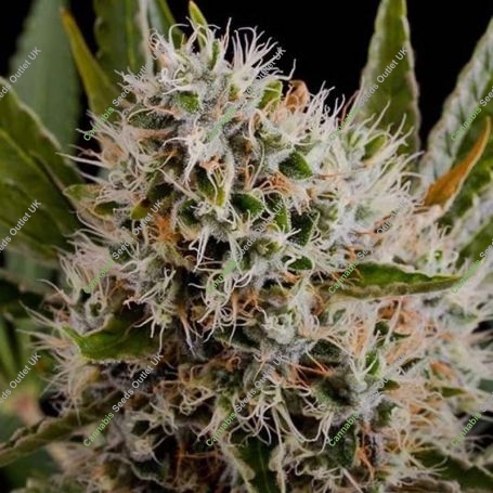 Lithium OG Kush Feminized Marijuana Strain by Nirvana For Sale Online at Cannabis Seeds Outlet
