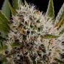 Lithium OG Kush Feminized Marijuana Strain by Nirvana For Sale Online at Cannabis Seeds Outlet