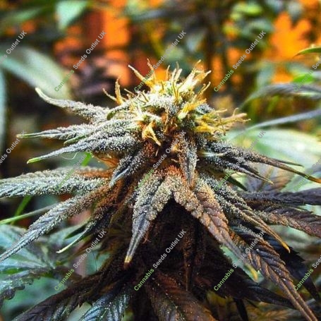 Mango Skunk Regular Marijuana Strain by Nirvana For Sale Online at Cannabis Seeds Outlet