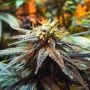 Mango Skunk Regular Marijuana Strain by Nirvana For Sale Online at Cannabis Seeds Outlet