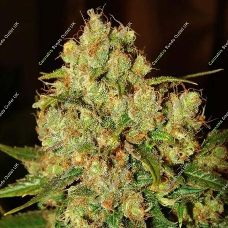 Master Kush Regular Marijuana Strain by Nirvana For Sale Online at Cannabis Seeds Outlet