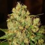 Master Kush Regular Marijuana Strain by Nirvana For Sale Online at Cannabis Seeds Outlet