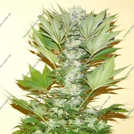 Misty Kush Regular Marijuana Strain by Nirvana For Sale Online at Cannabis Seeds Outlet